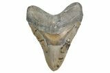 Fossil Megalodon Tooth - North Carolina #360793-1